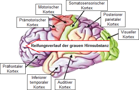 Grafik 9, Überblick über das menschliche Gehirn und den Reifungsprozess